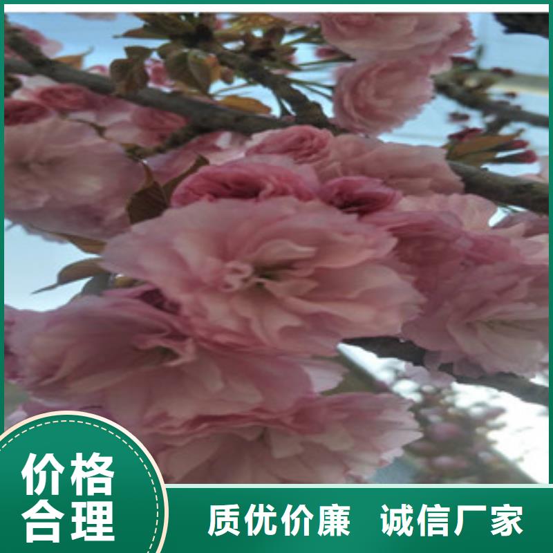 樱花蓝莓苗本地配送