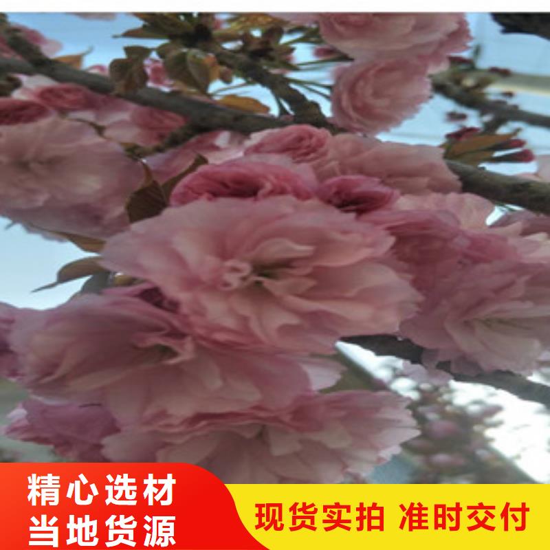 樱花,核桃苗樱花苗长果桑树苗源头厂家供应