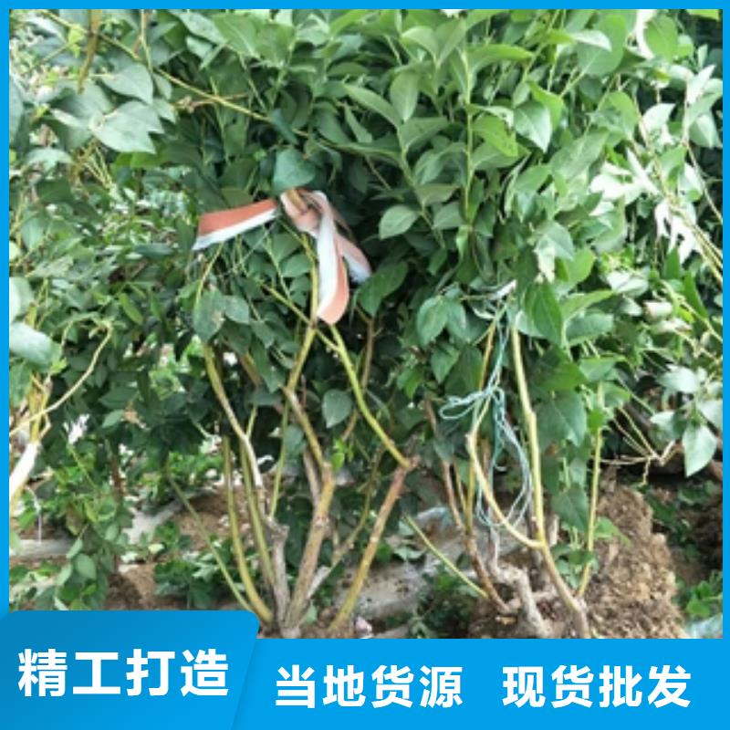 蓝莓苗-核桃苗樱花苗长果桑树苗实力商家供货稳定