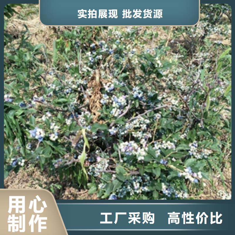 蓝莓苗核桃苗樱花苗长果桑树苗卓越品质正品保障