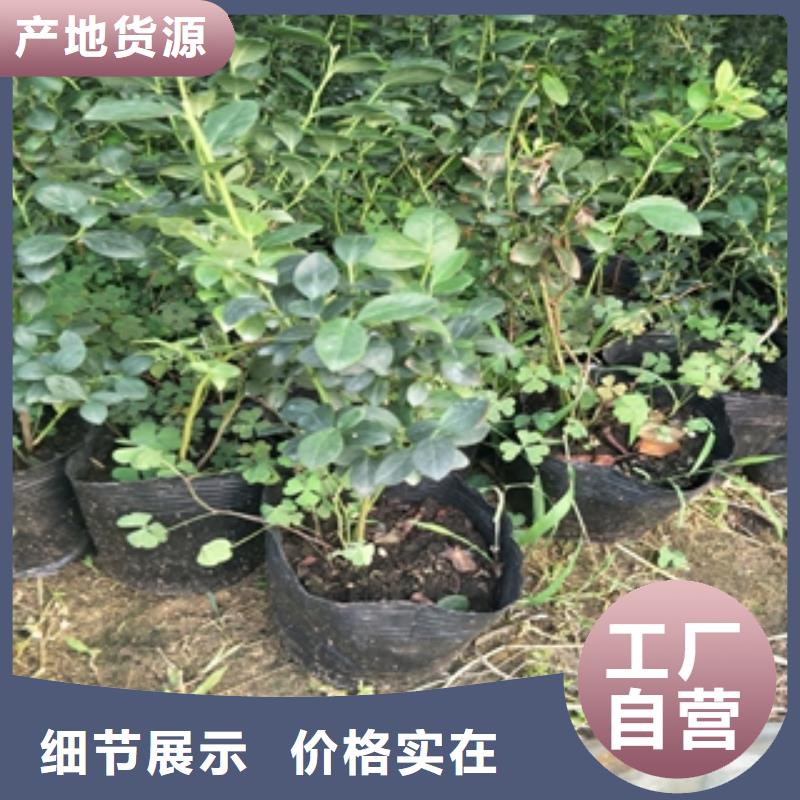 蓝莓苗核桃苗樱花苗长果桑树苗质量看得见