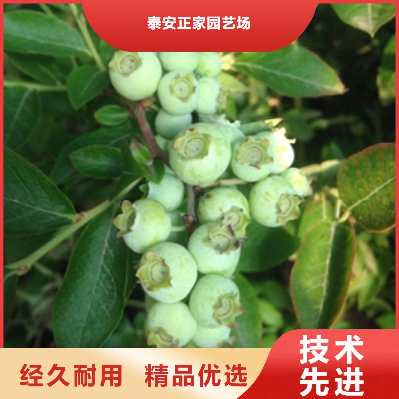 蓝莓苗核桃苗樱花苗长果桑树苗应用范围广泛