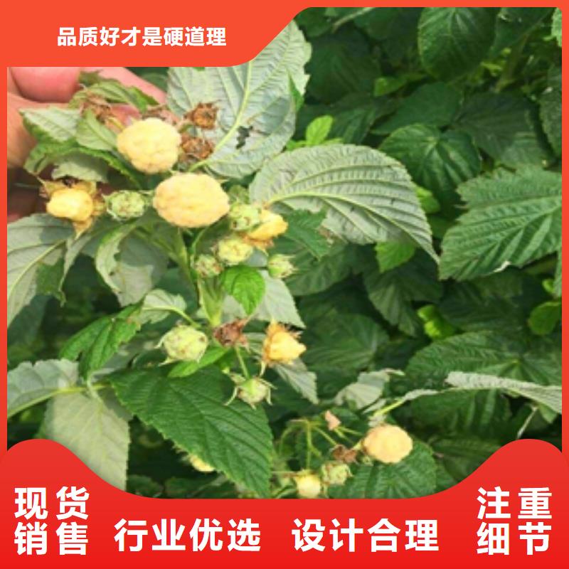树莓苗-【泰山景松 造型景松】诚信可靠正家