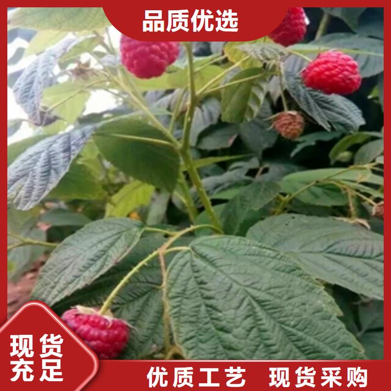 树莓苗-【泰山景松 造型景松】诚信可靠-可发货到堆龙德庆|曲水|山南|日喀则|那曲|昌都|阿里|林芝