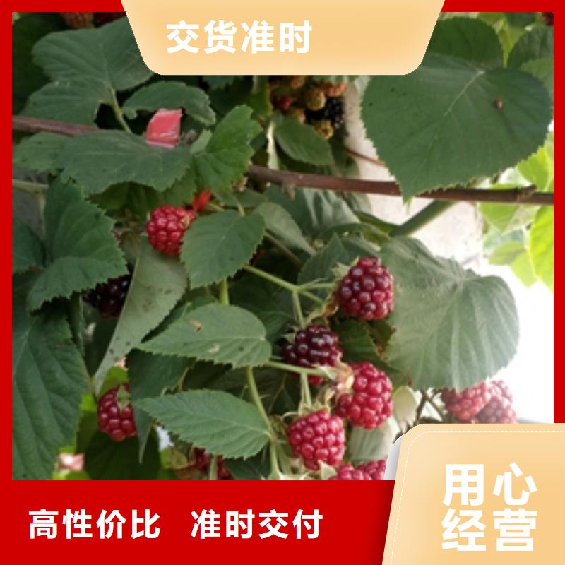 树莓苗-【泰山景松 造型景松】诚信可靠-可发货到堆龙德庆|曲水|山南|日喀则|那曲|昌都|阿里|林芝