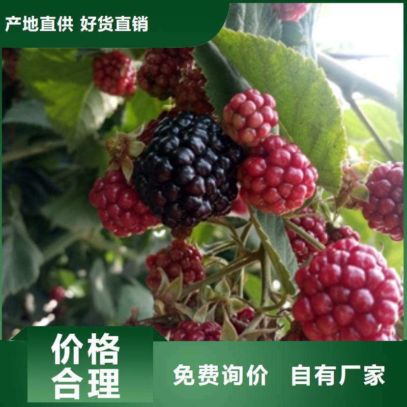 树莓苗免费询价正家