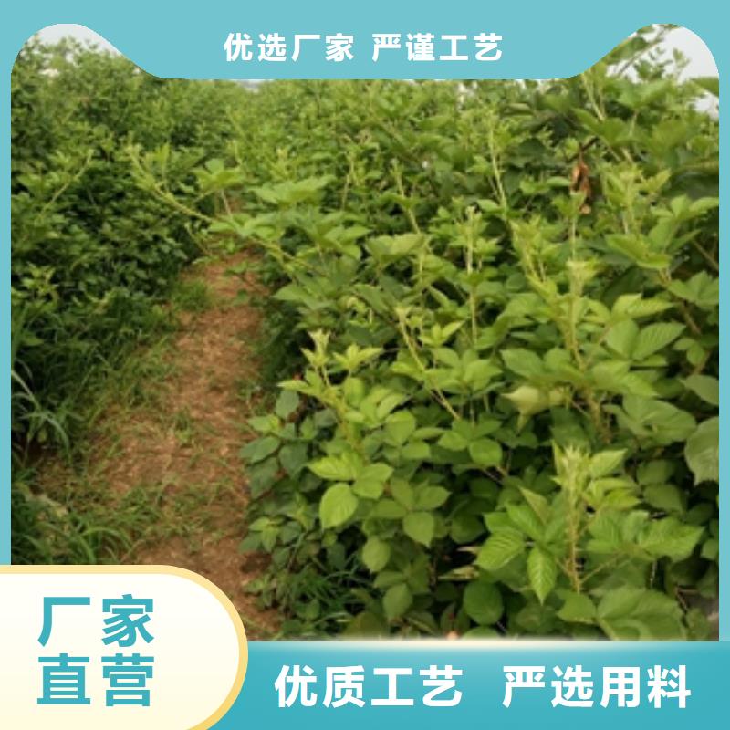 树莓苗免费询价正家
