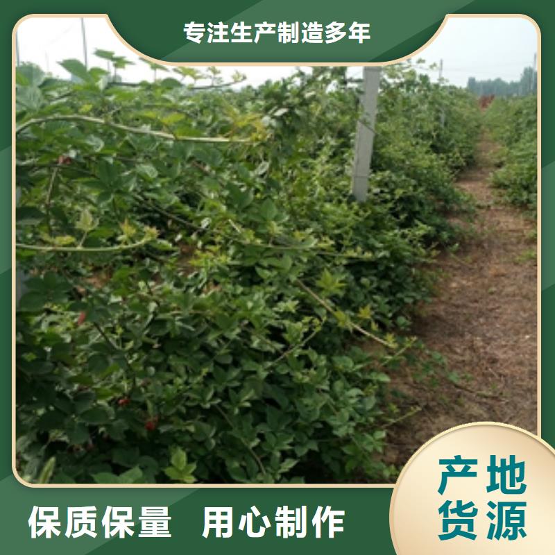【树莓苗】核桃苗 樱花苗 长果桑树苗定制不额外收费-服务区域包括黎城|屯留|朔州|吕梁|大同|晋中|晋城|阳泉等-产品视频