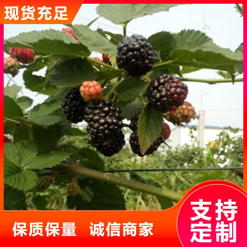 树莓苗-【泰山景松 造型景松】诚信可靠-可发货到堆龙德庆|曲水|山南|日喀则|那曲|昌都|阿里|林芝