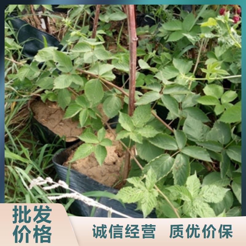 树莓苗免费询价正家