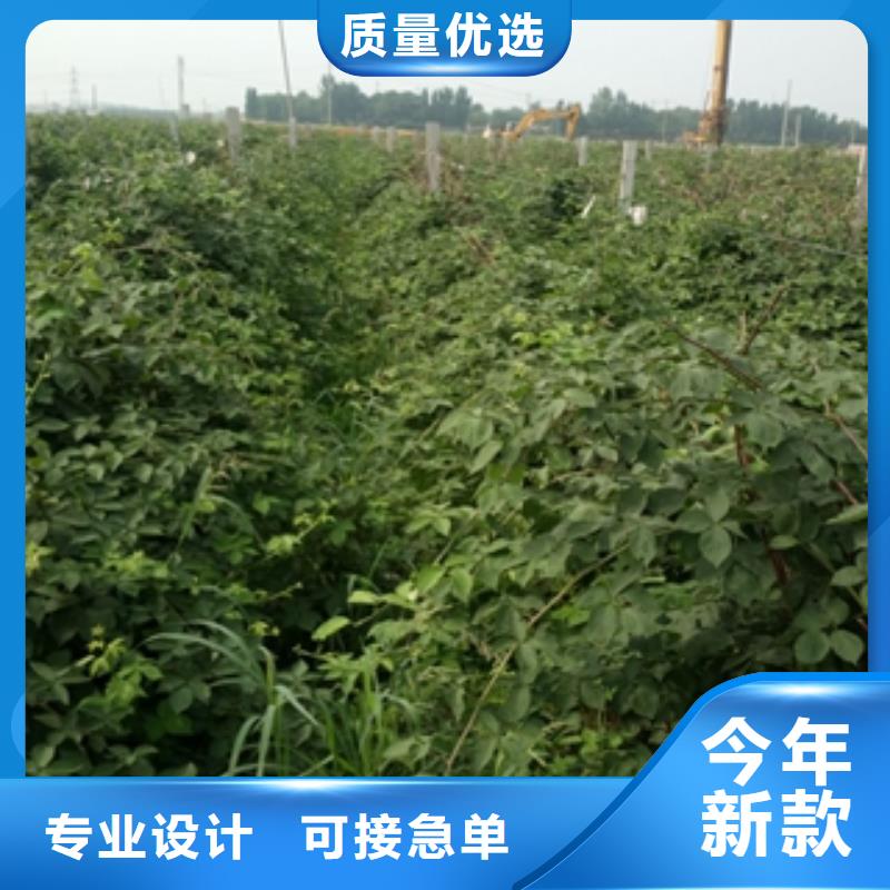 树莓苗-【泰山景松 造型景松】诚信可靠正家