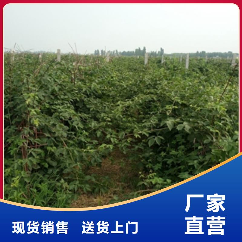 【树莓苗】核桃苗 樱花苗 长果桑树苗定制不额外收费-服务区域包括黎城|屯留|朔州|吕梁|大同|晋中|晋城|阳泉等-产品视频