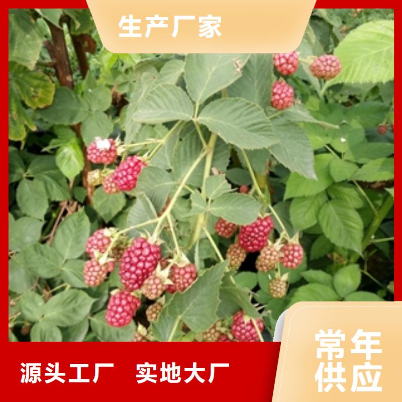 树莓苗-【泰山景松 造型景松】诚信可靠-可发货到堆龙德庆|曲水|山南|日喀则|那曲|昌都|阿里|林芝