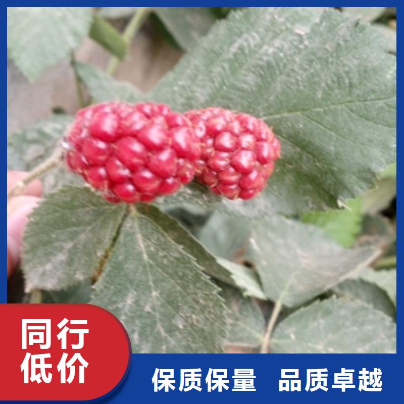【树莓苗】核桃苗 樱花苗 长果桑树苗定制不额外收费-服务区域包括黎城|屯留|朔州|吕梁|大同|晋中|晋城|阳泉等-产品视频