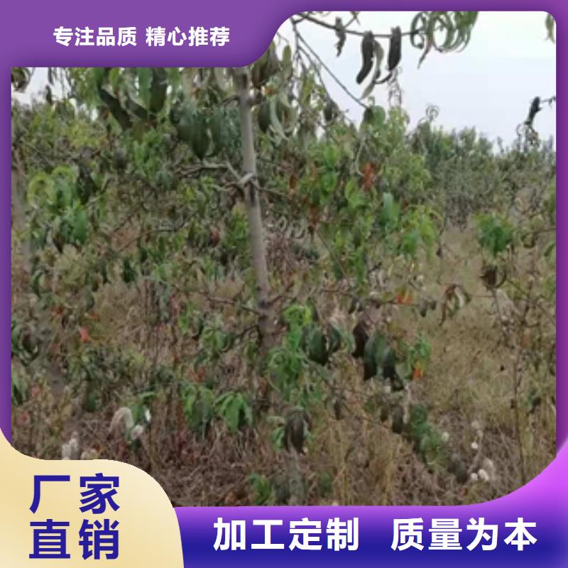 桃树【占地果树】根据要求定制