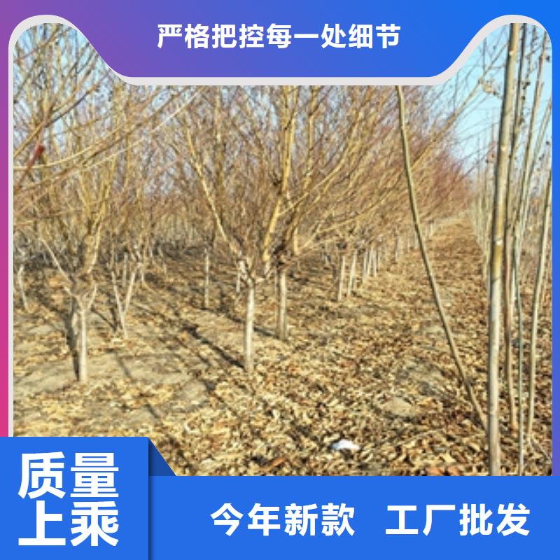 【桃树核桃苗樱花苗长果桑树苗厂家货源稳定】