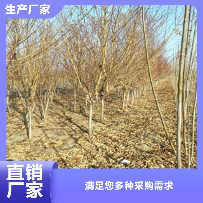 桃树【绿化树绿化工程】常年供应