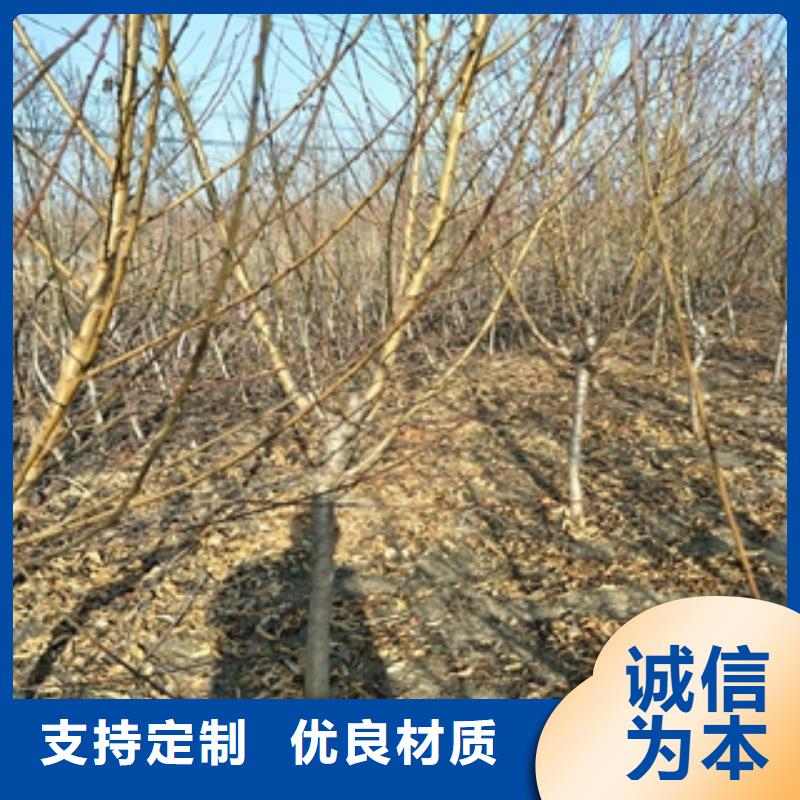 桃树占地果树厂家型号齐全