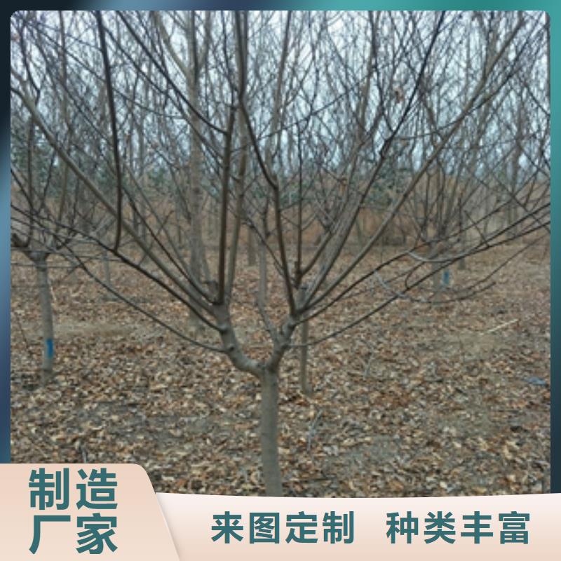 桃树【蓝莓苗】产地批发