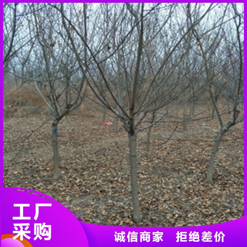 桃树,国槐大厂生产品质