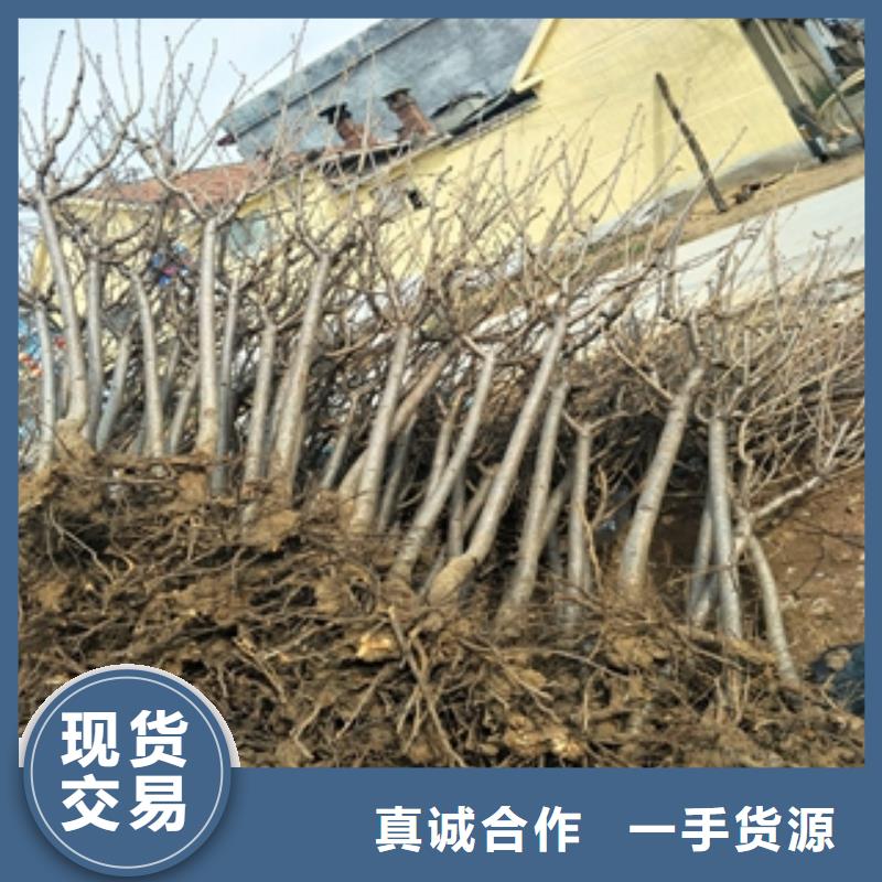 桃树-占地果树实拍品质保障