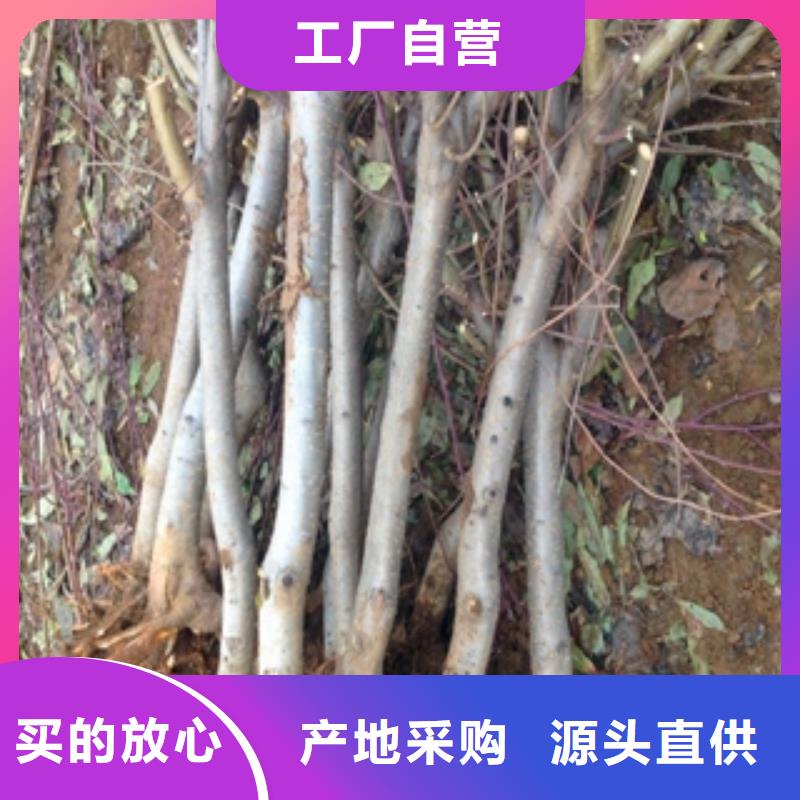 桃树-占地果树实拍品质保障