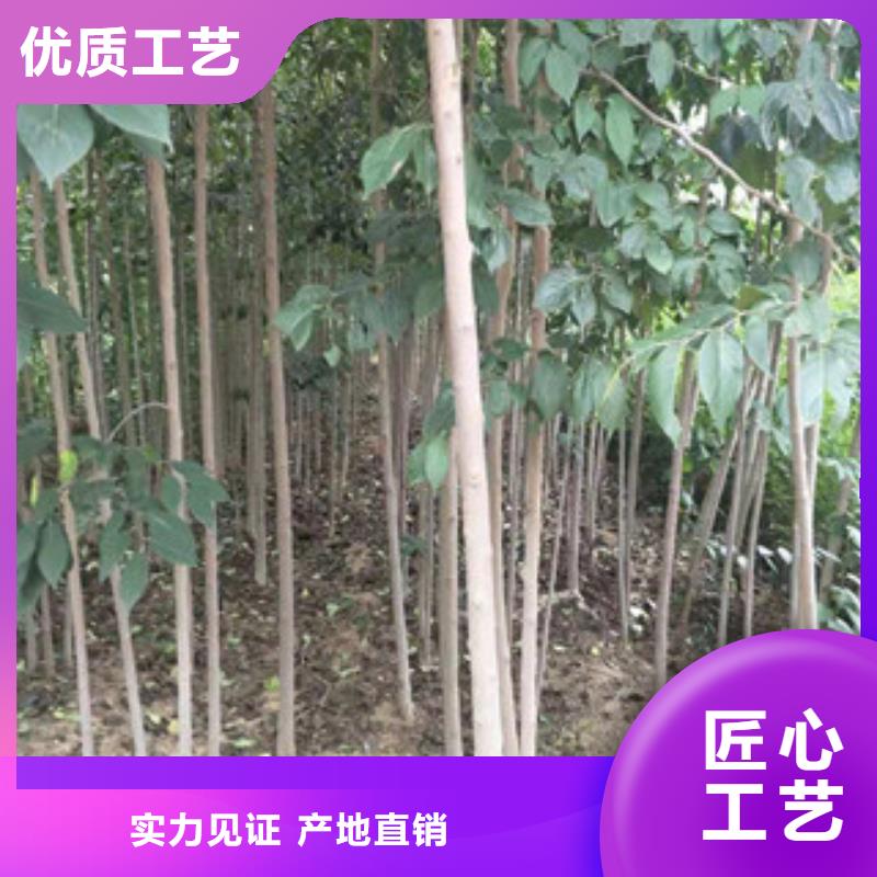 杜仲,【泰山景松 造型景松】精品优选-正家园艺场(湖北省分公司)