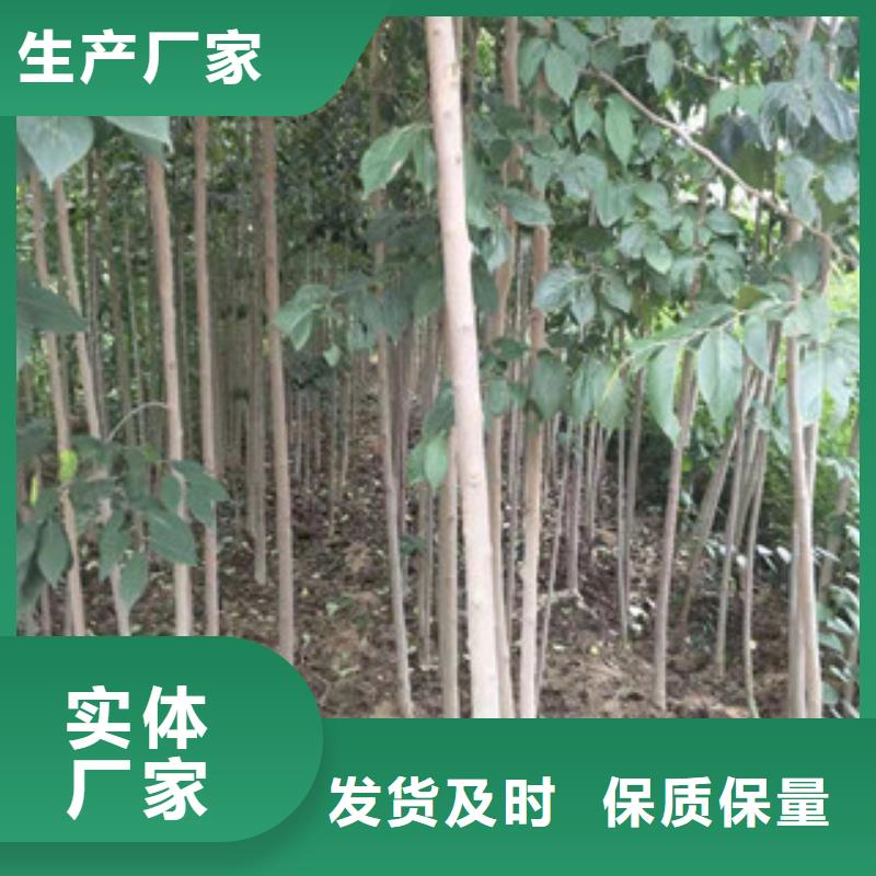 杜仲,【泰山景松 造型景松】精品优选|黄冈|十堰|孝感|恩施|黄石|荆州|随州sqyangzi.com