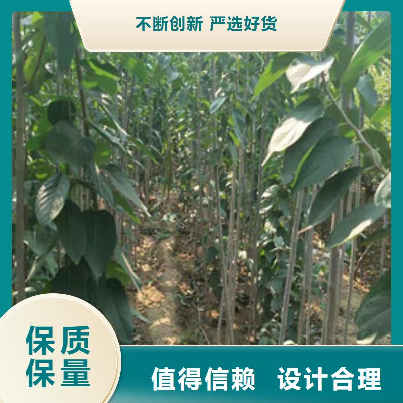正家【杜仲】占地果树口碑好实力强sqyangzi.com