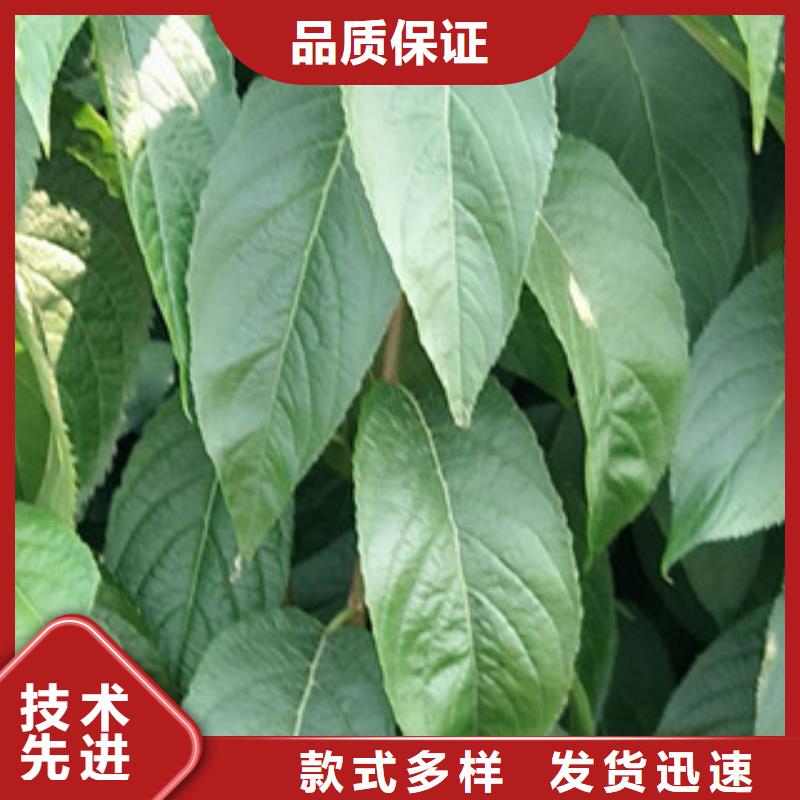 正家【 杜仲,泰山景松 造型景松购买的是放心】sqyangzi.com
