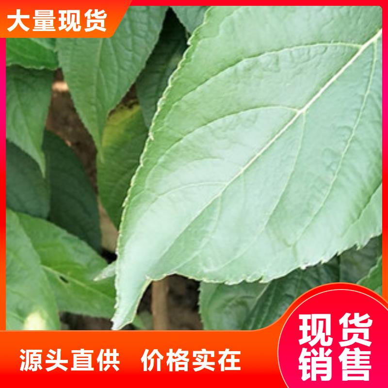正家【杜仲】占地果树口碑好实力强sqyangzi.com