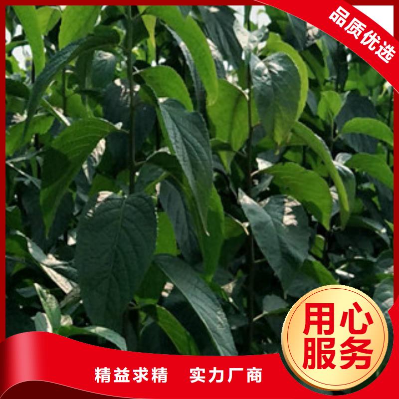 杜仲,【泰山景松 造型景松】精品优选|黄冈|十堰|孝感|恩施|黄石|荆州|随州sqyangzi.com