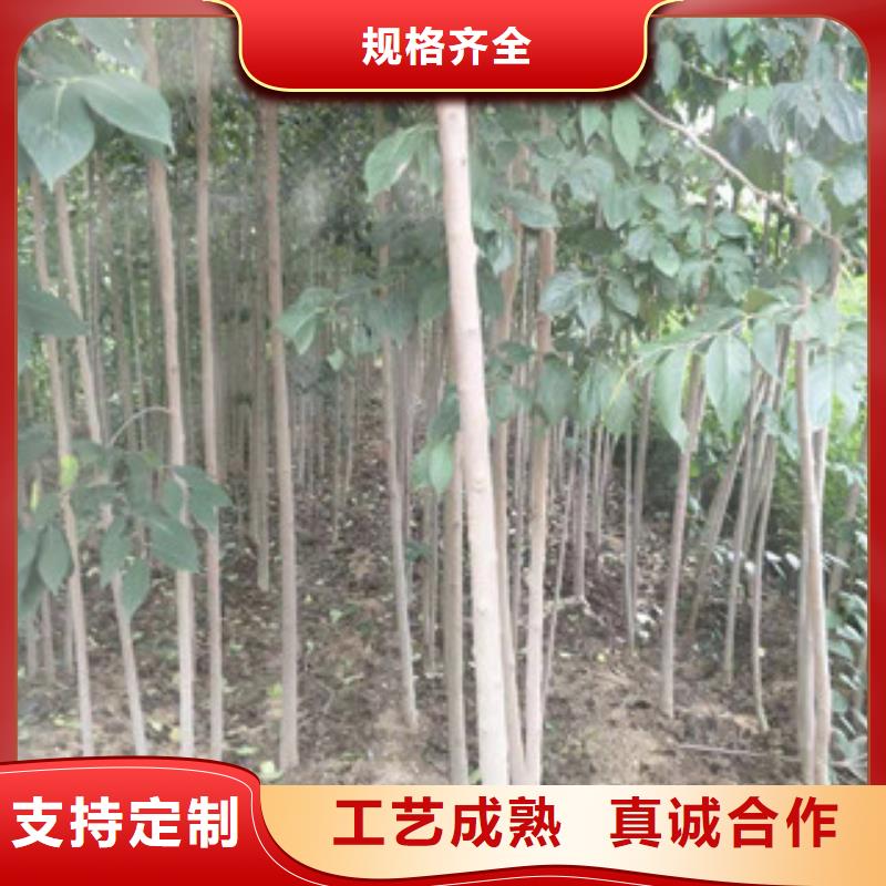 杜仲,【泰山景松 造型景松】精品优选|黄冈|十堰|孝感|恩施|黄石|荆州|随州sqyangzi.com