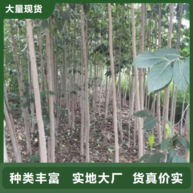 |江海|鹤山|湛江|河源|汕尾|阳江|肇庆【杜仲】占地果树口碑好实力强-【正家】