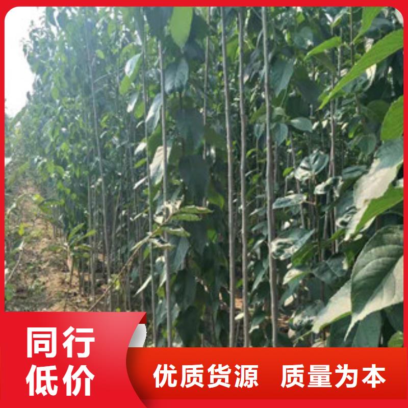 正家【杜仲】占地果树口碑好实力强sqyangzi.com