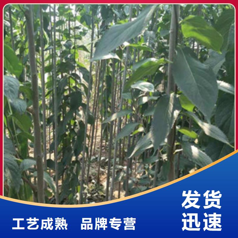 正家【杜仲】占地果树口碑好实力强sqyangzi.com