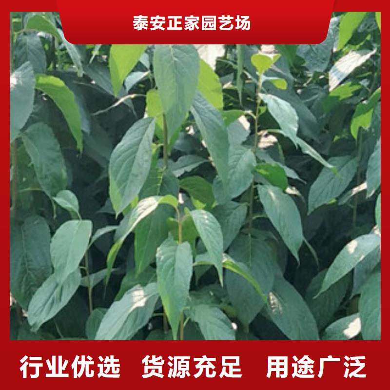 杜仲,【泰山景松 造型景松】精品优选|黄冈|十堰|孝感|恩施|黄石|荆州|随州sqyangzi.com