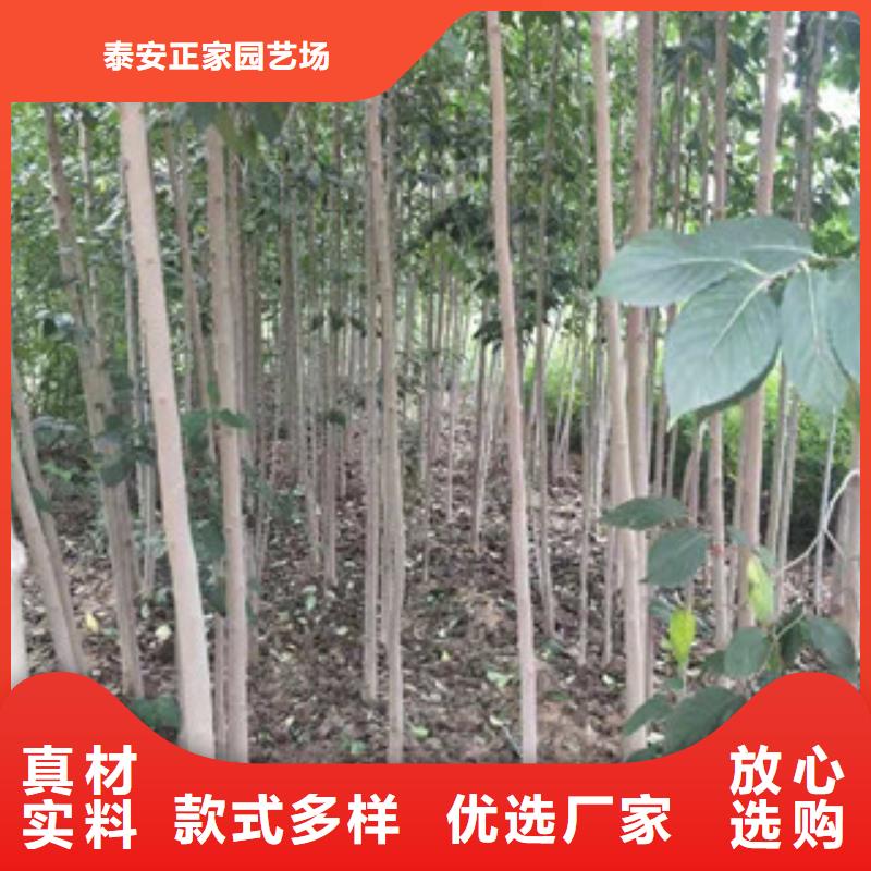 杜仲,【泰山景松 造型景松】精品优选|黄冈|十堰|孝感|恩施|黄石|荆州|随州sqyangzi.com
