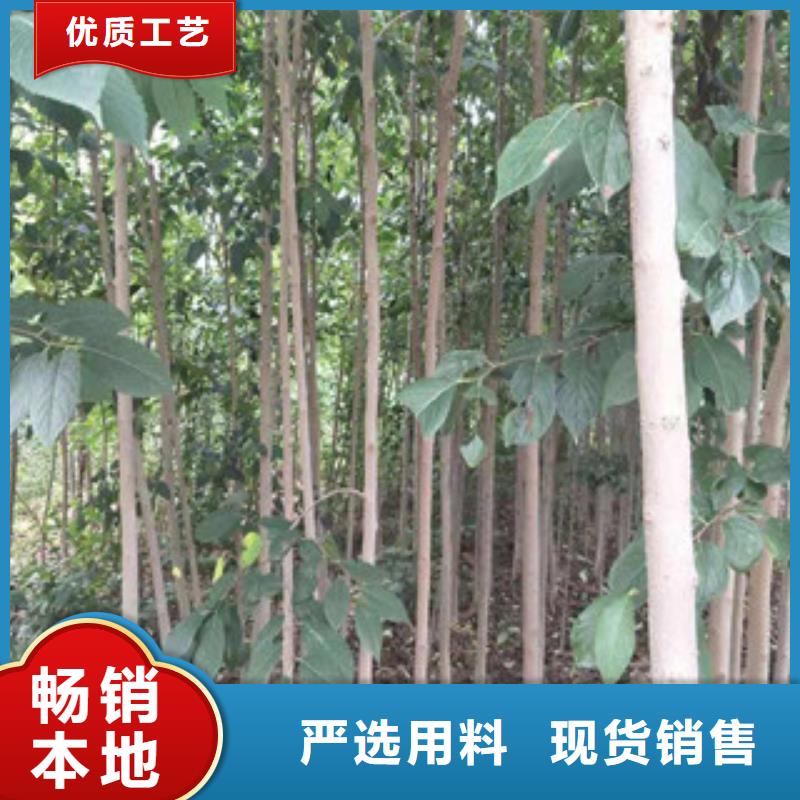 正家【 杜仲,泰山景松 造型景松购买的是放心】sqyangzi.com