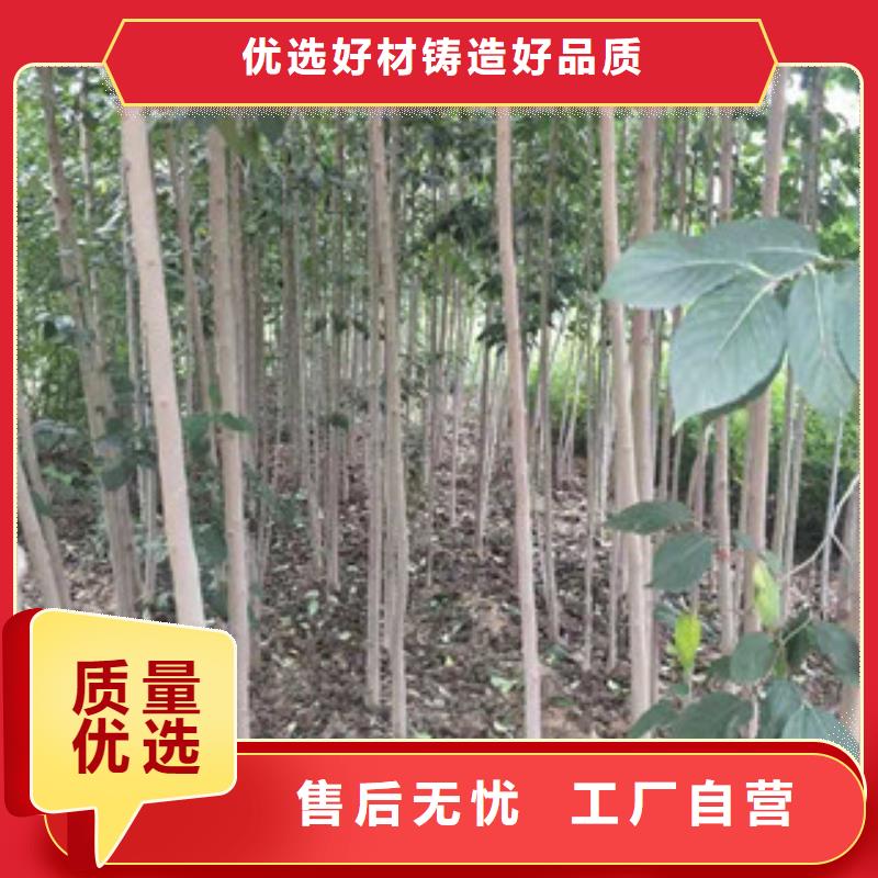 正家【杜仲】占地果树口碑好实力强sqyangzi.com