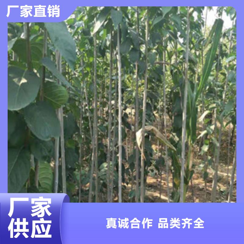 |江海|鹤山|湛江|河源|汕尾|阳江|肇庆【杜仲】占地果树口碑好实力强-【正家】
