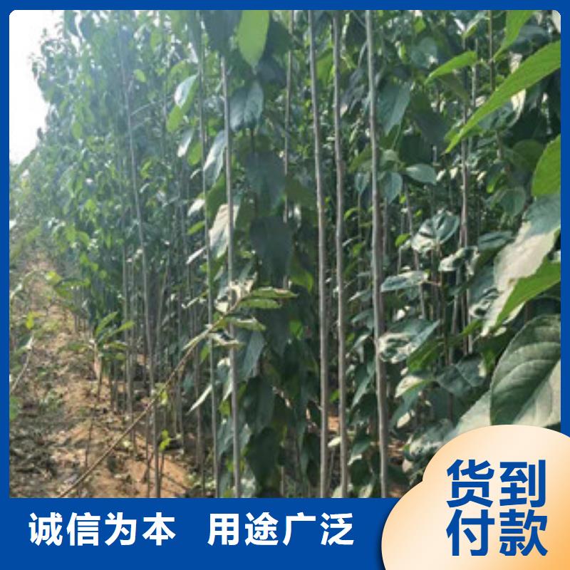 |江海|鹤山|湛江|河源|汕尾|阳江|肇庆【杜仲】占地果树口碑好实力强-【正家】