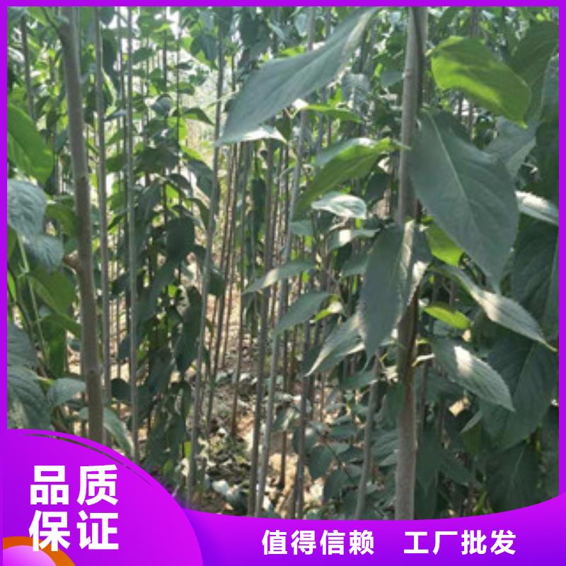 杜仲,【泰山景松 造型景松】精品优选-正家园艺场(湖北省分公司)