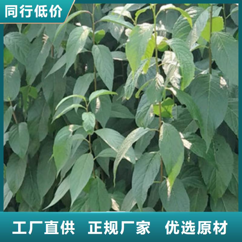 杜仲,【泰山景松 造型景松】精品优选-正家园艺场(湖北省分公司)