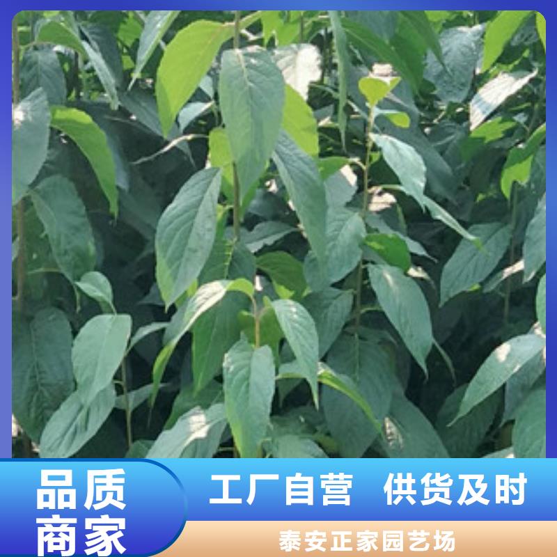 杜仲,【泰山景松 造型景松】精品优选|黄冈|十堰|孝感|恩施|黄石|荆州|随州sqyangzi.com