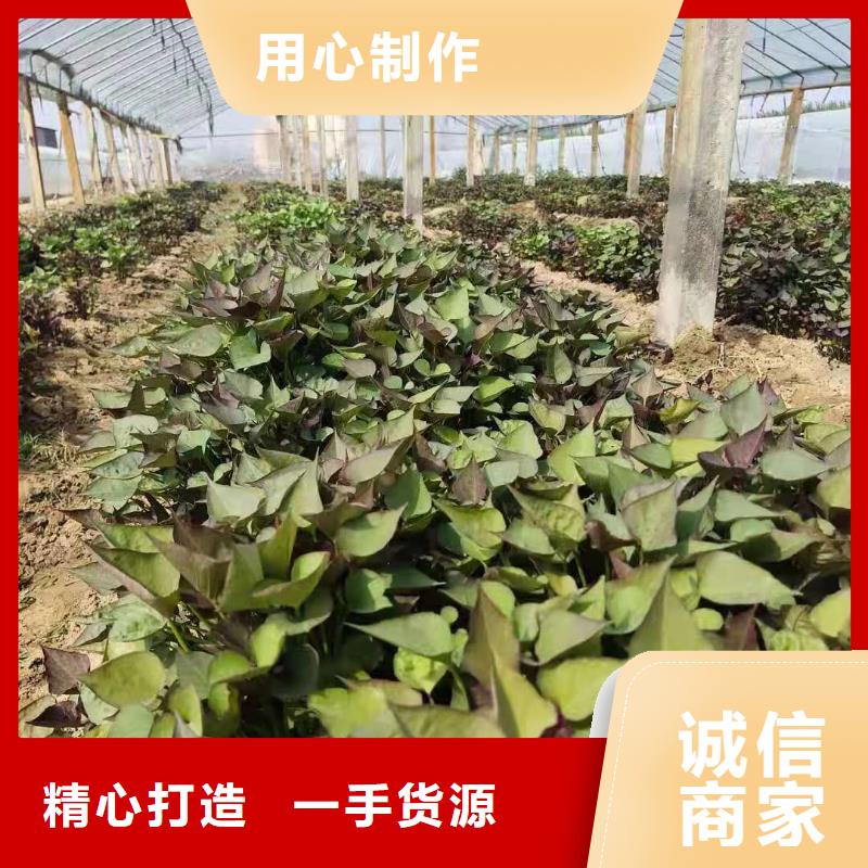 紫薯雪花片视频-紫薯雪花片_湖北省十堰市市场覆盖丹江口|茅箭|孝感|宜昌|荆门|鄂州|荆州等