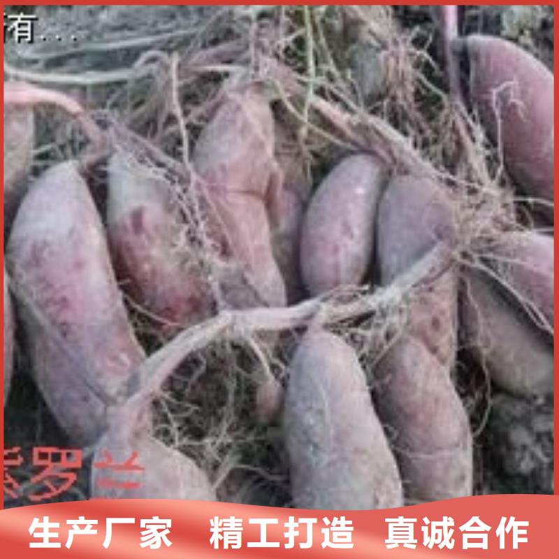 紫薯雪花片视频-紫薯雪花片_湖北省十堰市市场覆盖丹江口|茅箭|孝感|宜昌|荆门|鄂州|荆州等