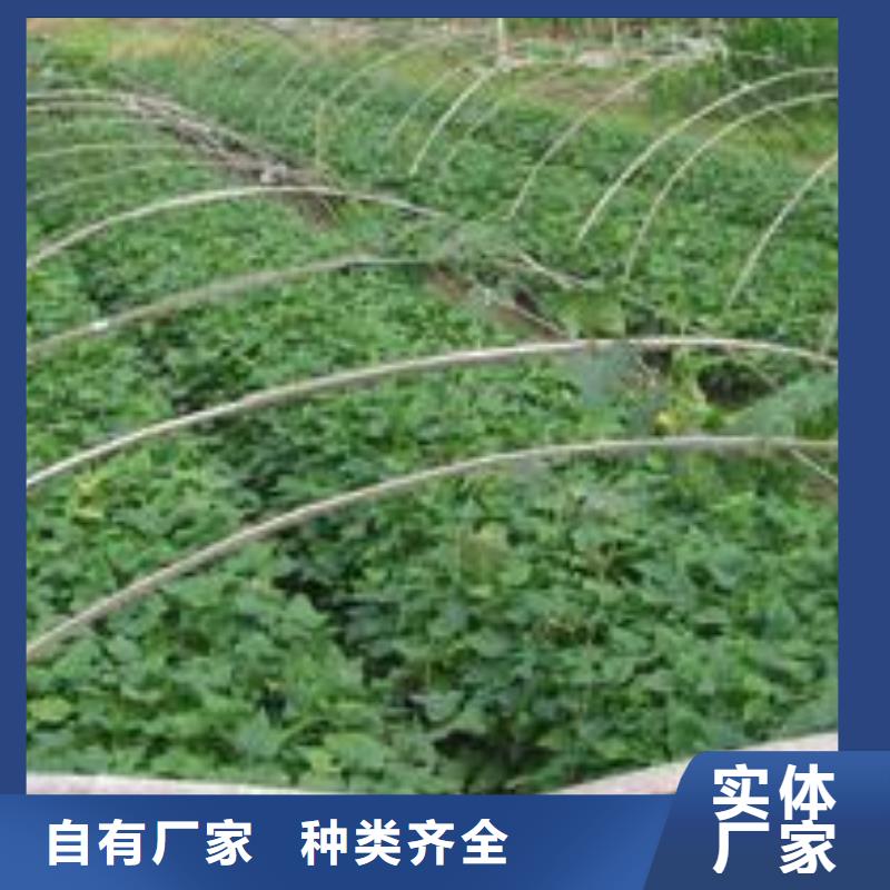 【紫薯苗】羽衣甘蓝粉厂家直营