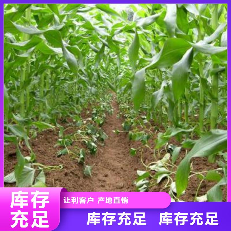 【紫薯苗】-紫薯粉诚信为本-乐农食品(衡水市分公司)