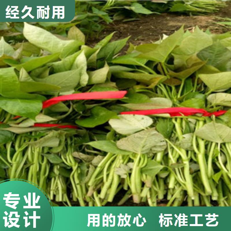 羽衣甘蓝粉乐农紫薯苗【紫薯雪花片】免费询价